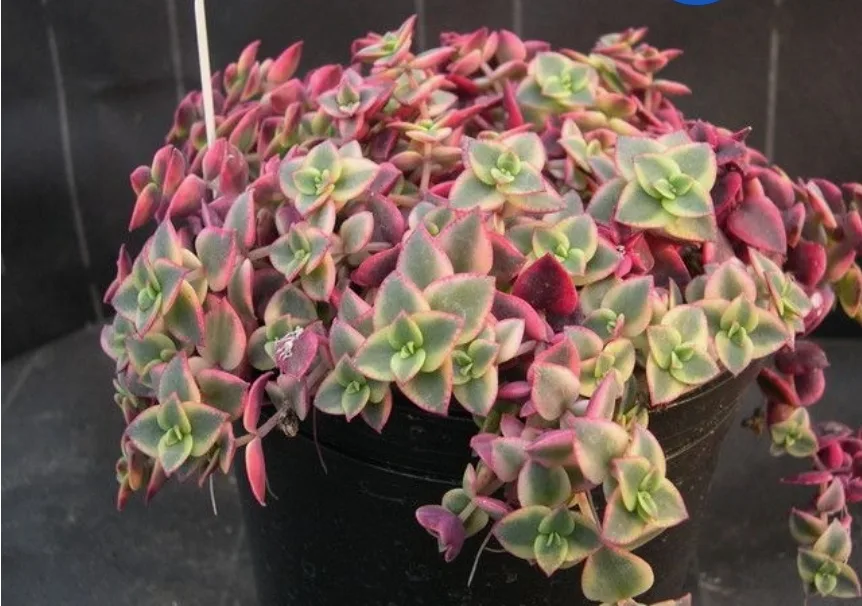Crassula Marginalis Rubra Variegata or Calico Kitten Plant thumbnail