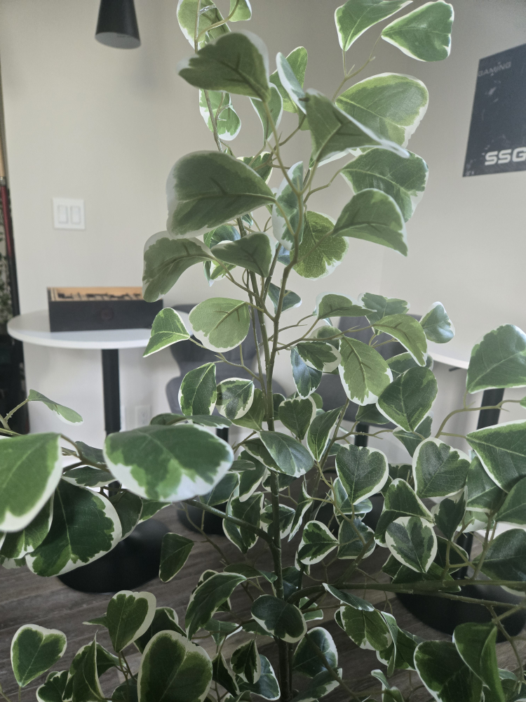 Artificial Ficus Tree in Pot - photo 3