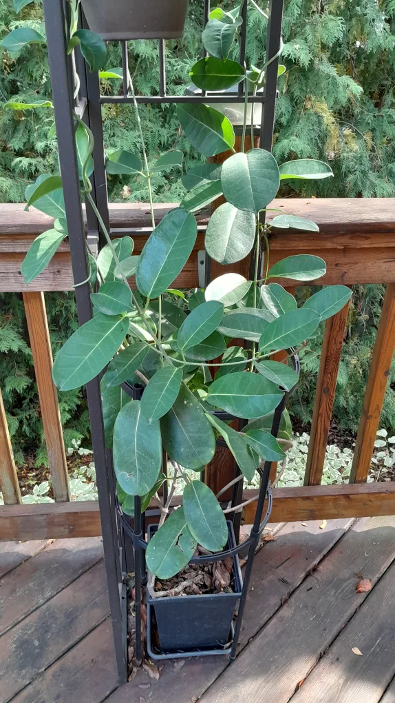 Madagascar jasmine thumbnail