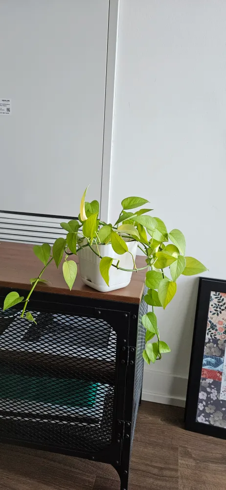 Potted Pothos Plant thumbnail