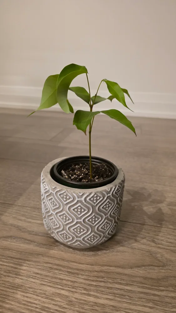 Lychee plant thumbnail