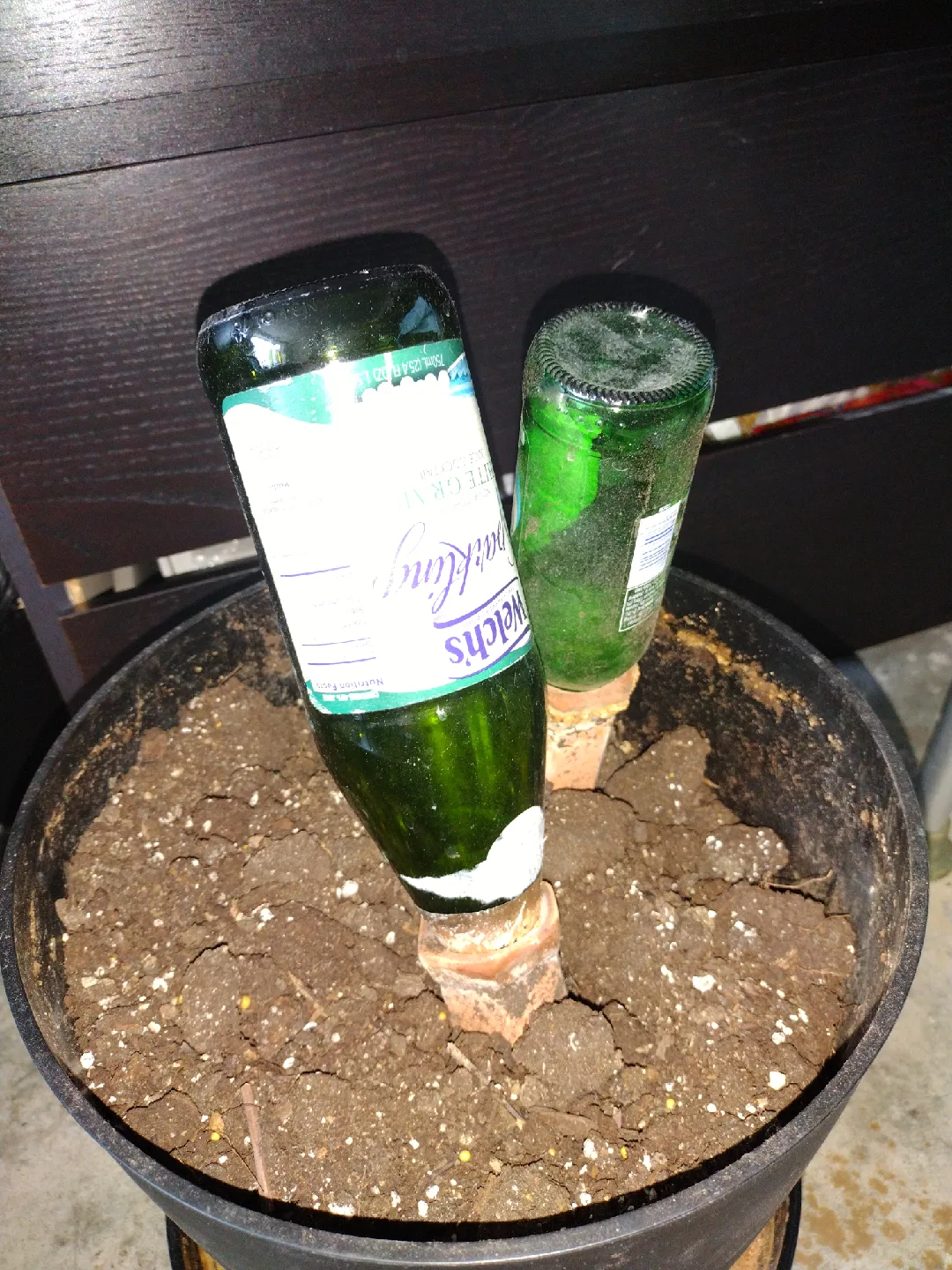 12" Black Planter with 12" Plant Caddy and Terracotta Spikes 🥕 image indicator(5)