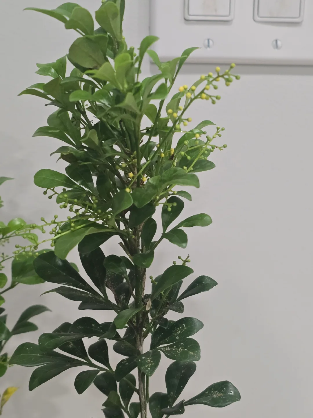 Chinese perfume tree image indicator(2)