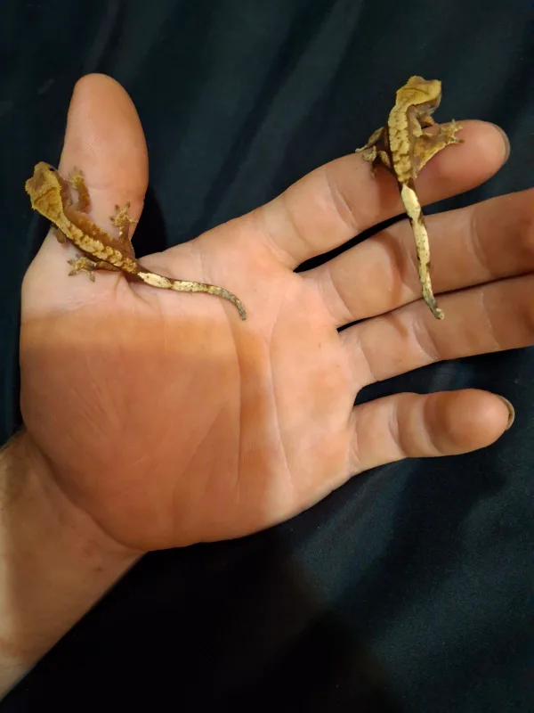 baby crested geckos image indicator(2)