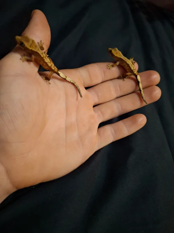 baby crested geckos image indicator(3)