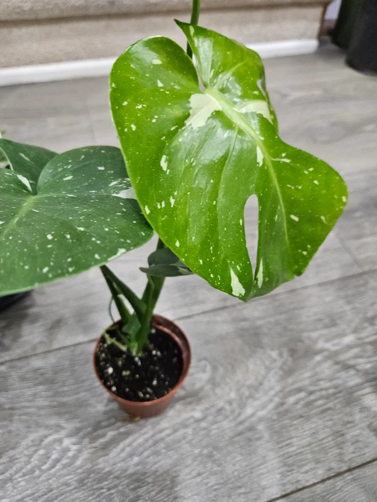 🥕Monstera Thai Constellation Plant3.5" pot image indicator(2)