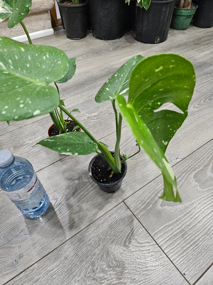 🥕Monstera Thai Constellation Plant3.5" pot image indicator(5)