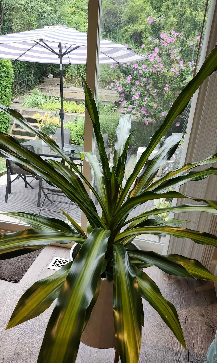 Large Dracaena Plant - $30 PRICED TO SELL! - photo 4