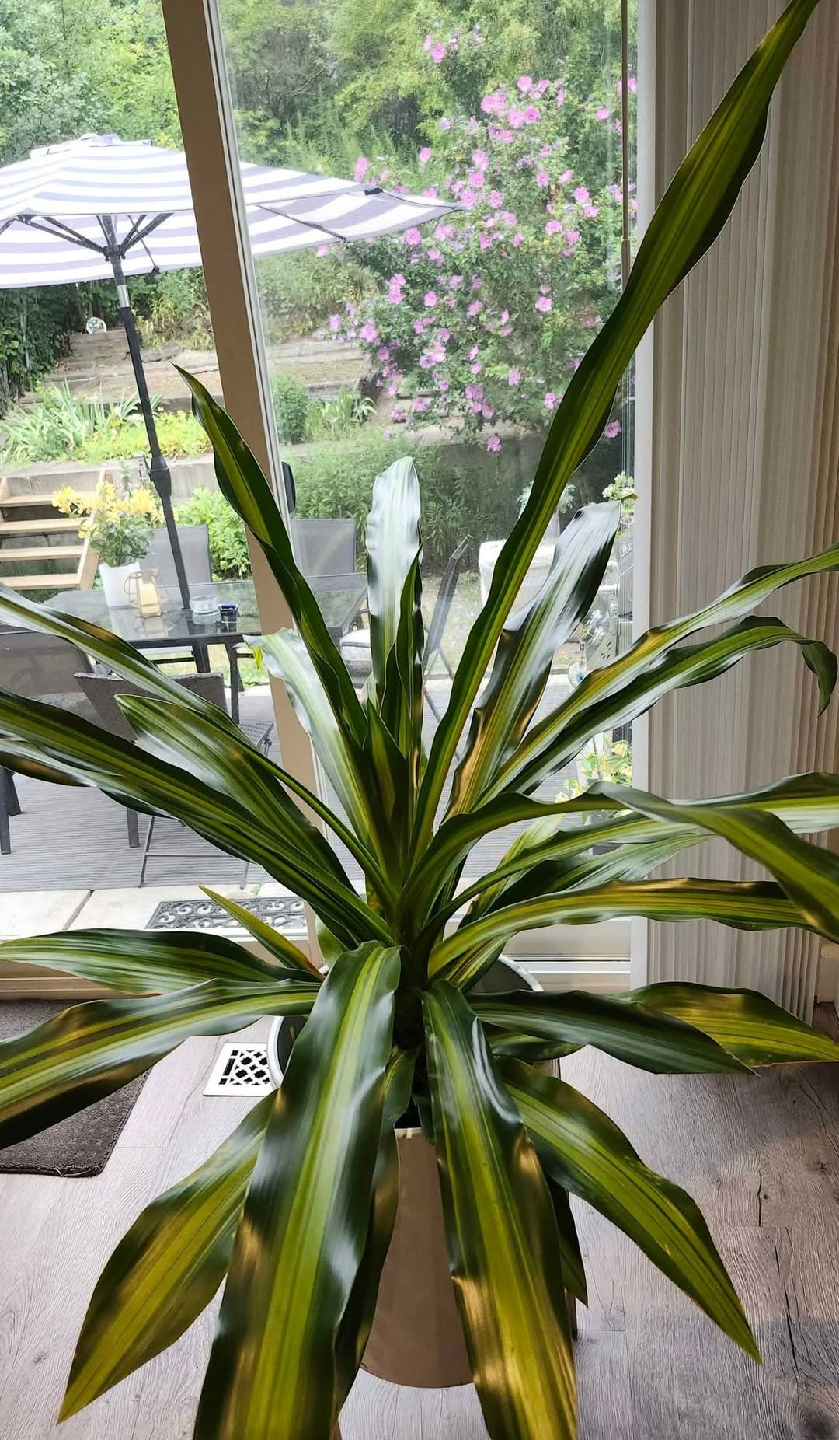 Large Dracaena Plant - $30 PRICED TO SELL! - photo 5
