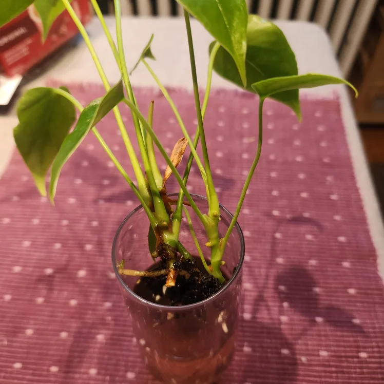 Anthurium Plant in plastic cup image indicator(3)