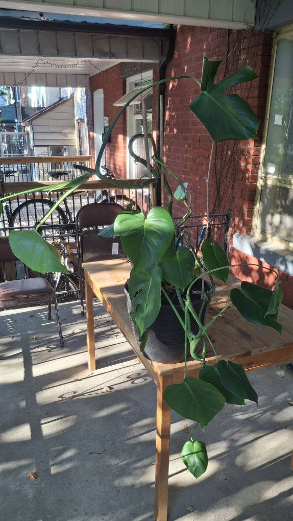 Monstera Plant