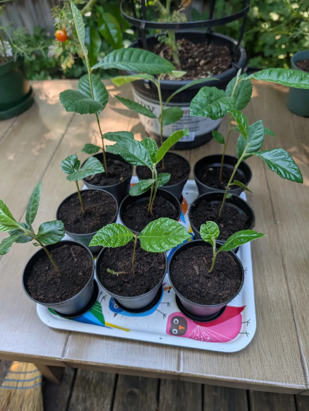 Loquat Seedlings thumbnail