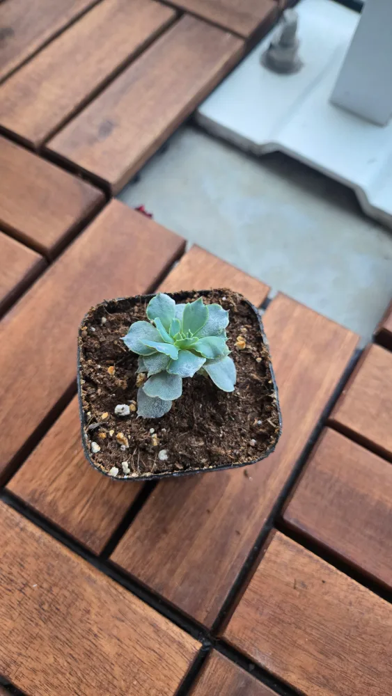 Succulent Plant thumbnail