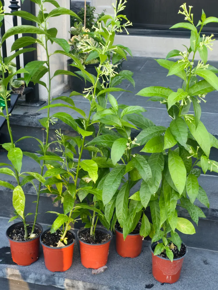 Night-Blooming Jasmine Plant image indicator(7)