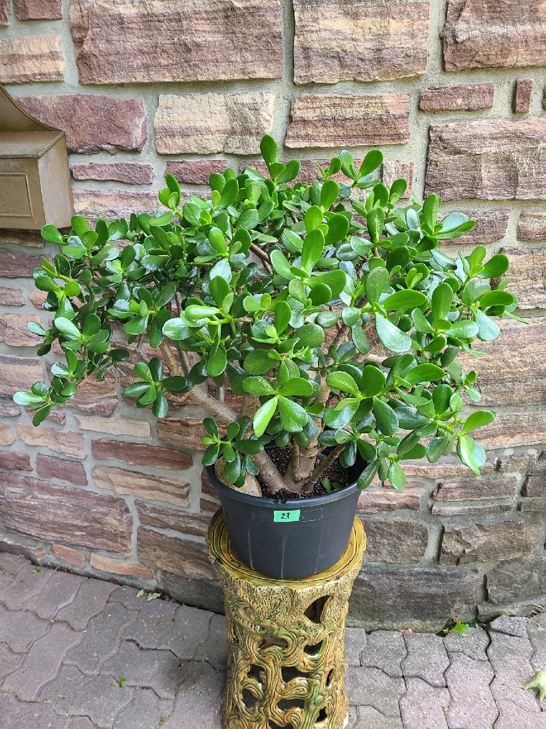 Large Jade Plant #27 thumbnail