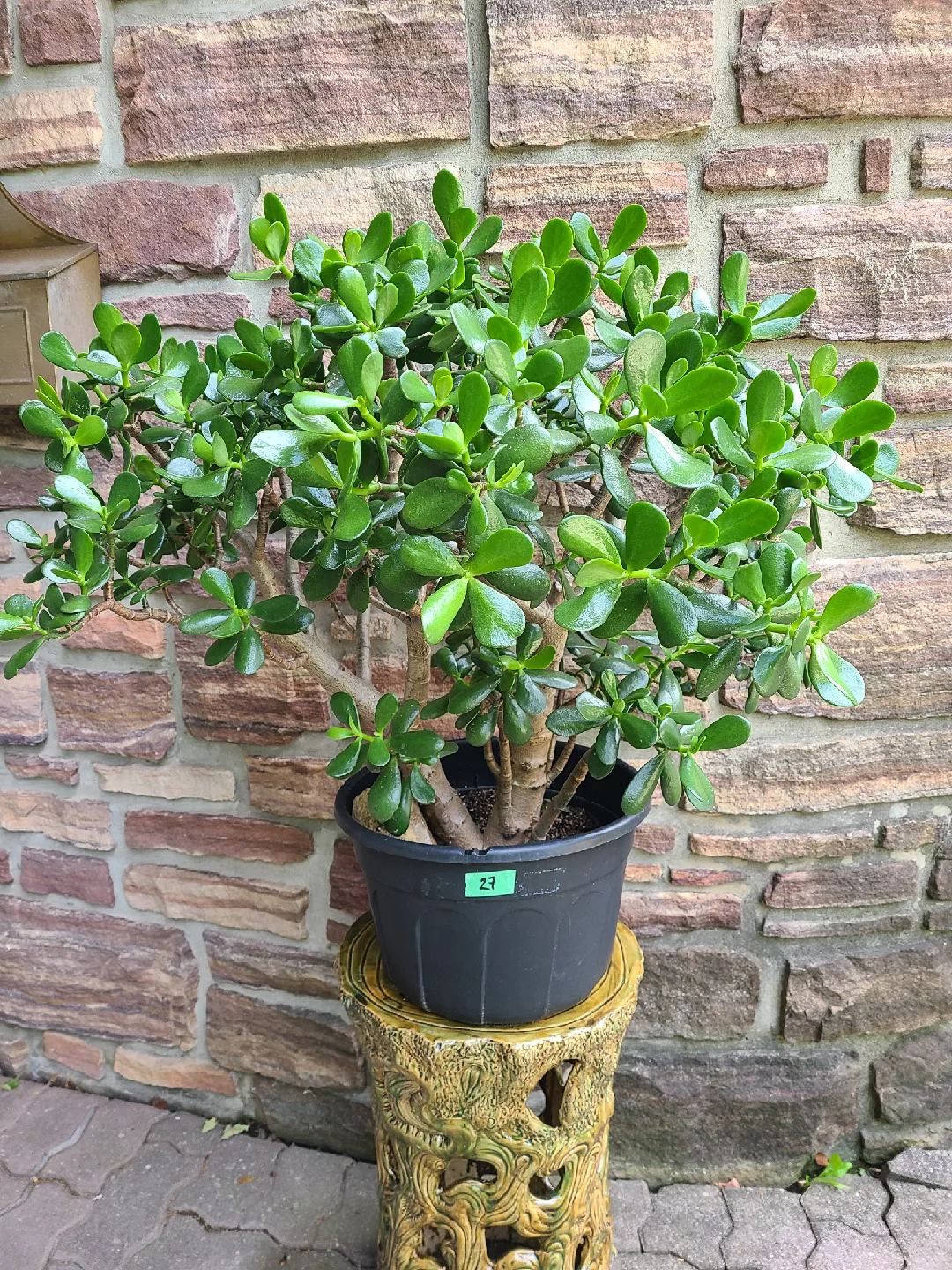 Large Jade Plant #27 image indicator(2)