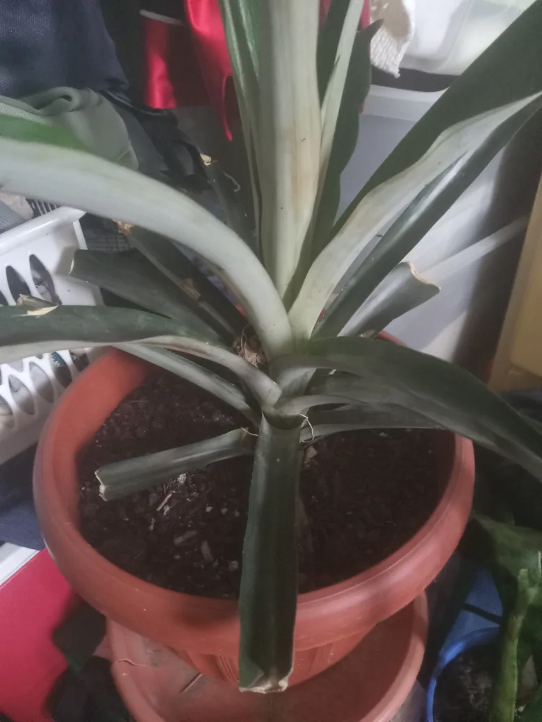 Potted Pineapple Plant thumbnail