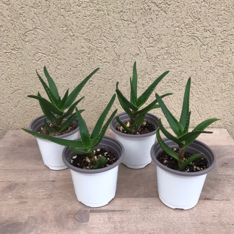Climbing aloe plants $5 each / 2 for $8 thumbnail