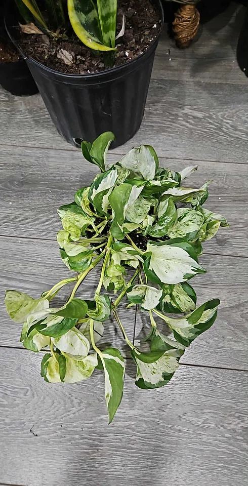 🥕manjula Pothos Plant in 6"pot image indicator(2)