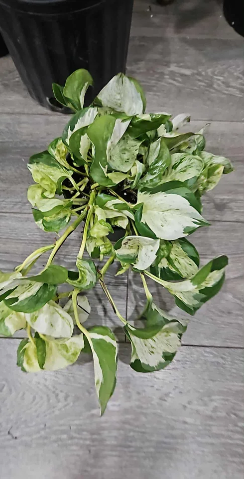 🥕manjula Pothos Plant in 6"pot image indicator(3)