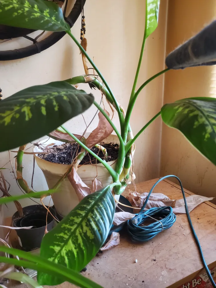 various house plants image indicator(3)