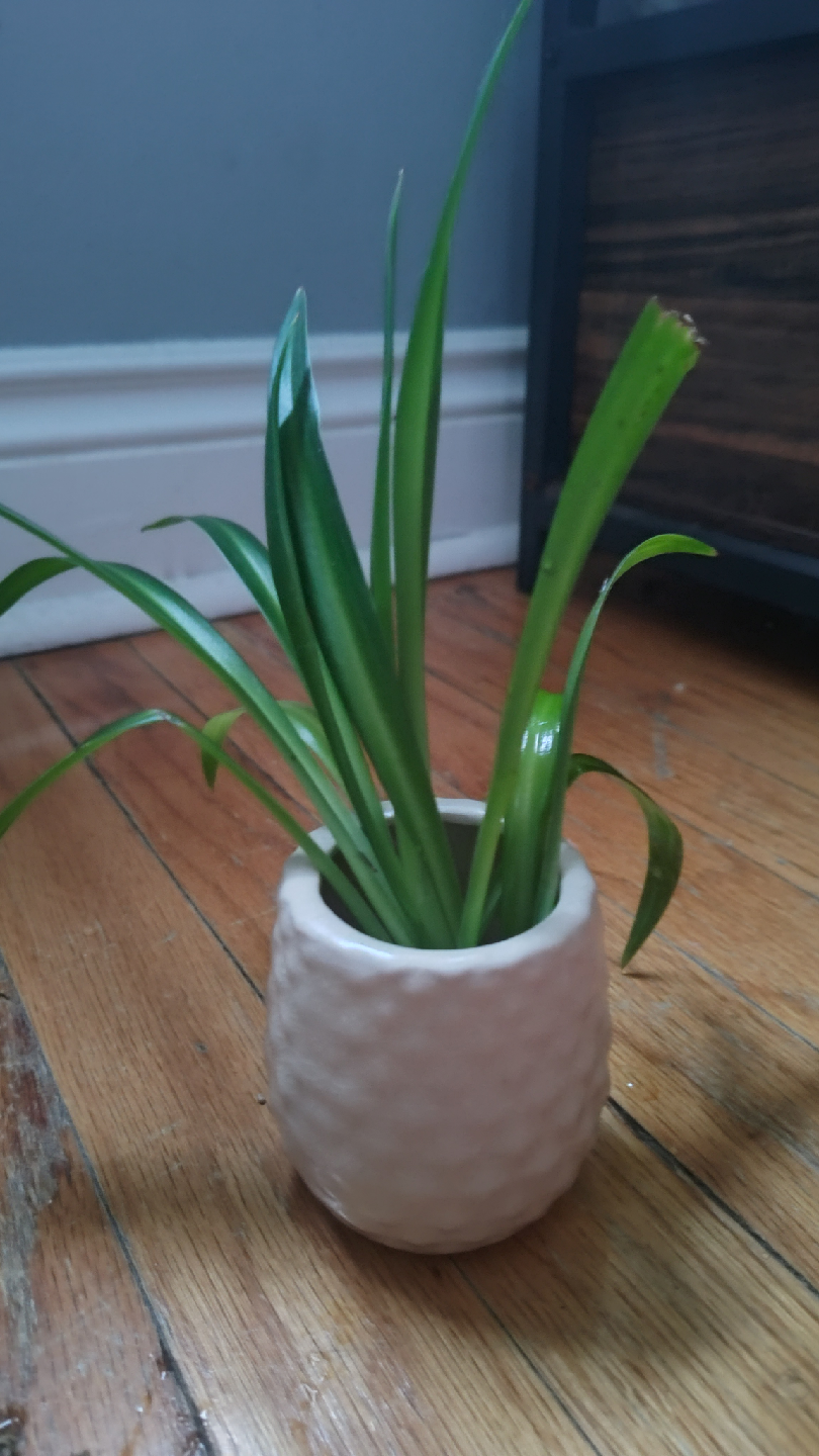 Spider Plant Propagations