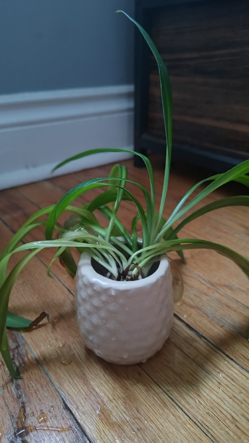 Spider Plant Propagations - photo 5