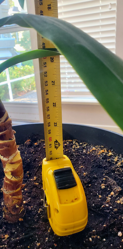 Beautiful Yucca Plant 🌿 - 27" tall - photo 2