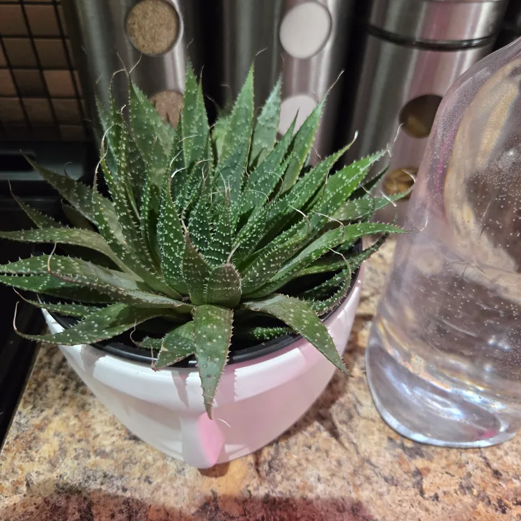 Cute Aloe Plant in Face Pot image indicator(2)