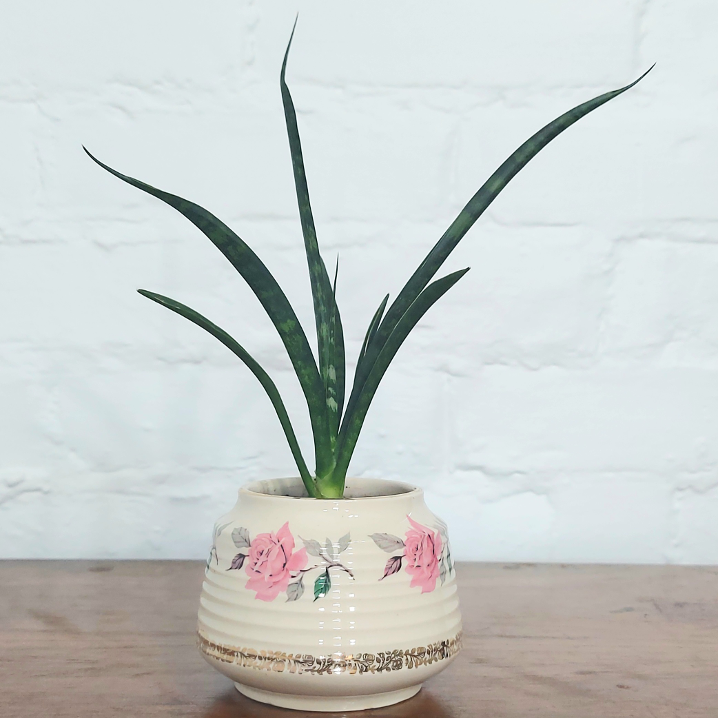 fernwood snake plant 🪴 round rose planter