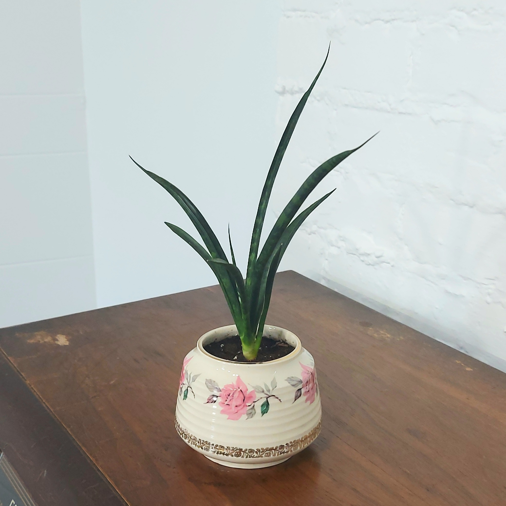 fernwood snake plant 🪴 round rose planter - photo 2