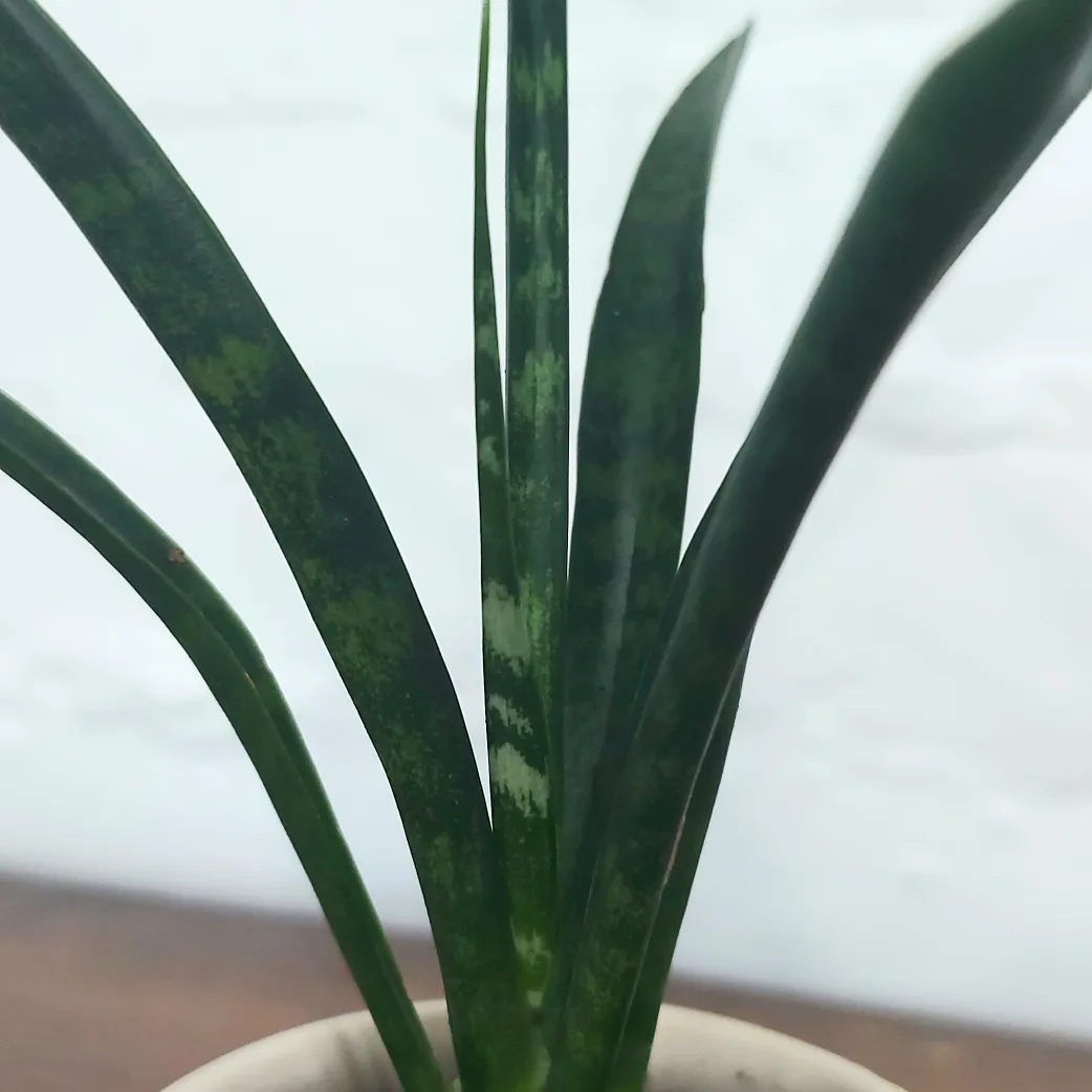 fernwood snake plant 🪴 round rose planter image indicator(3)