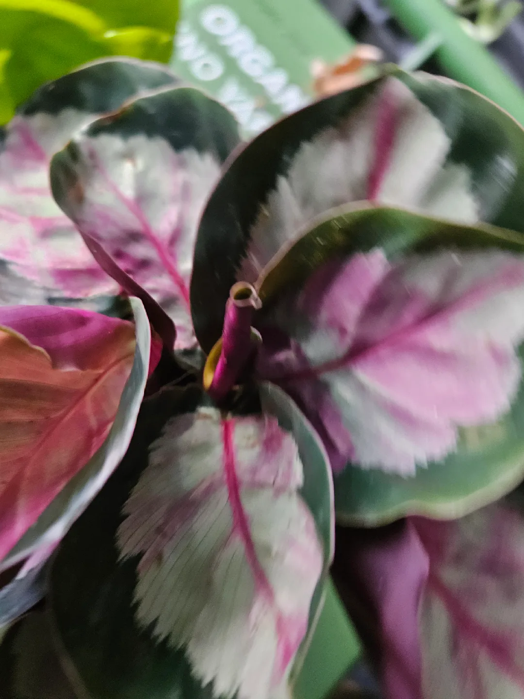 🥕Calathea Ornata Pinstripe Plant🥕 image indicator(2)