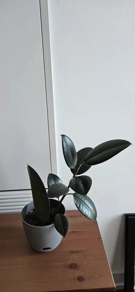 Small Rubber Plant thumbnail