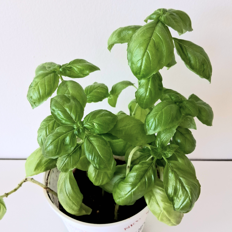 🌱 Green Basil 🌻 - photo 3