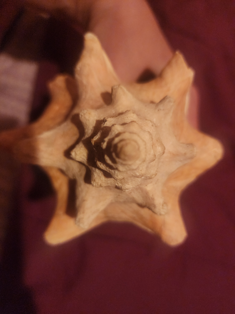 Seashell - photo 4