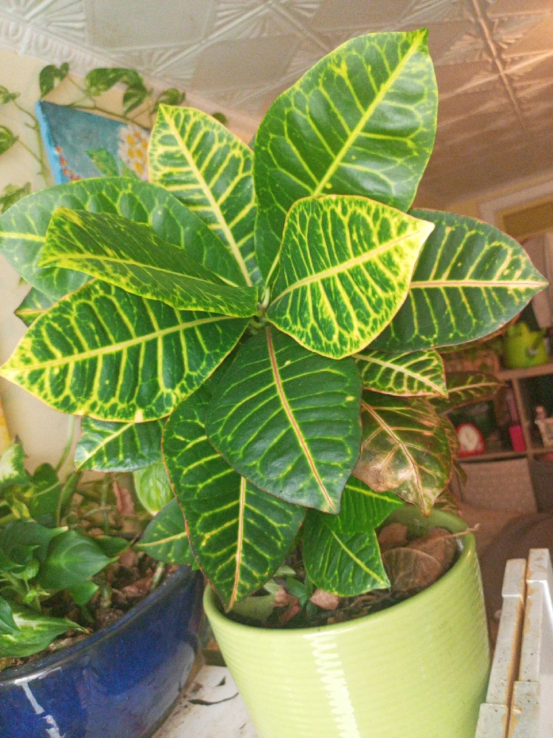 Croton Plant image indicator(2)