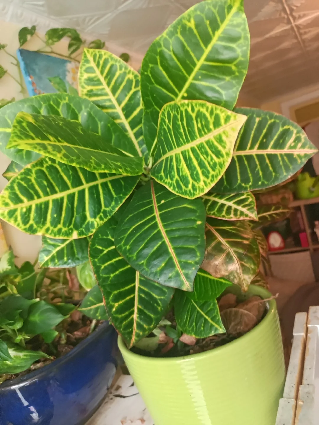 Croton Plant image indicator(3)