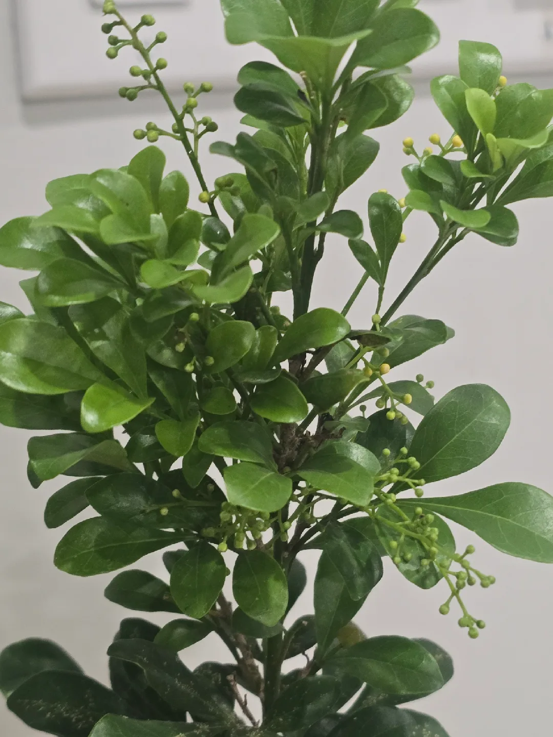 Chinese perfume tree image indicator(3)