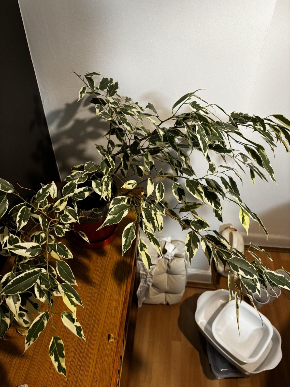 Ficus Benjamina (weeping fig) - photo 2