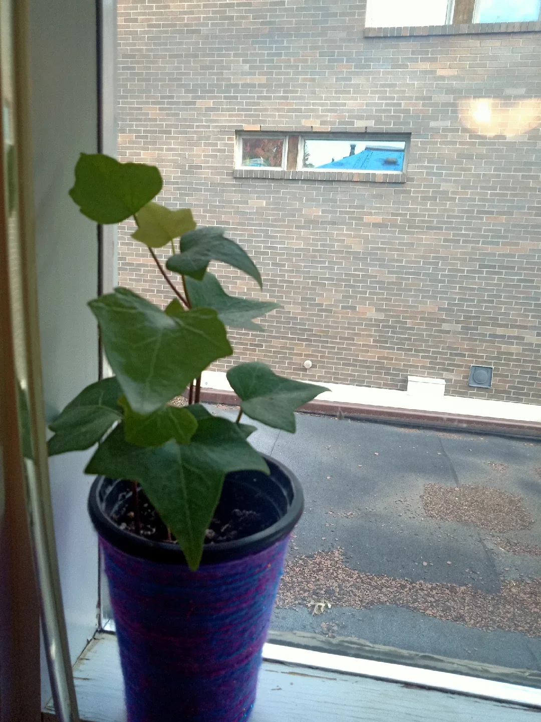 Trailing Ivy image indicator(2)