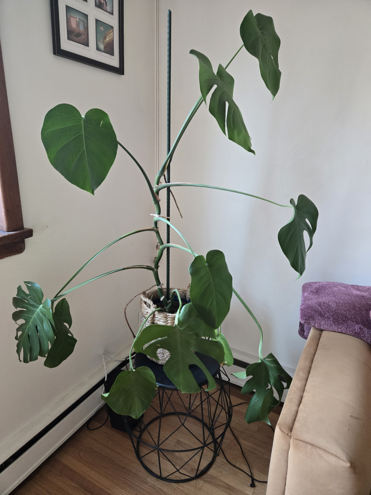 Large Monstera Plant [Must go this week] - photo 2