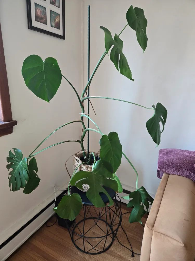 Large Monstera Plant [Must go this week] image indicator(2)
