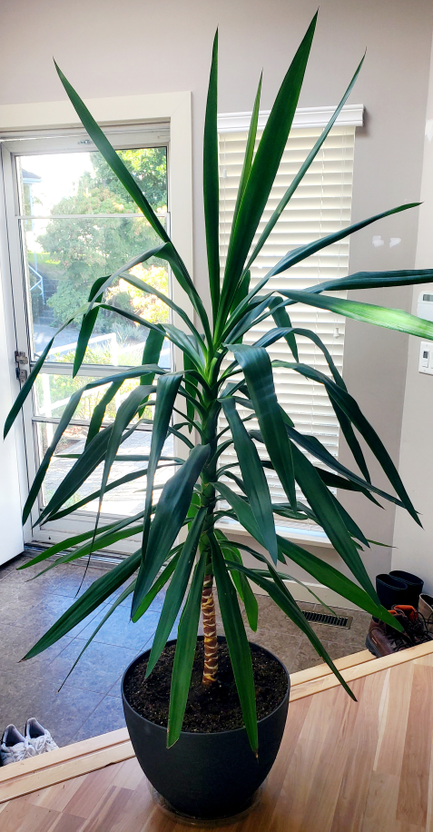 Beautiful Yucca Plant 🌿 - 56" tall