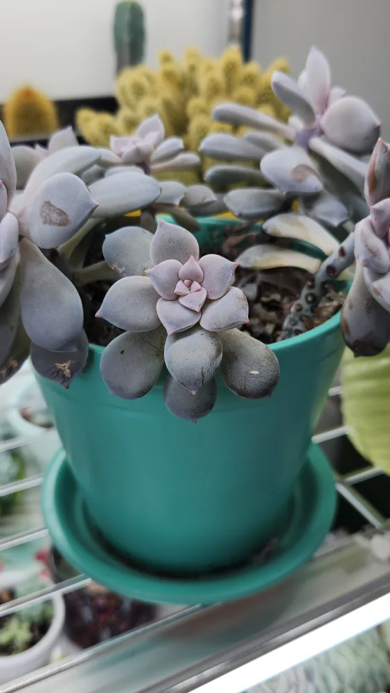 graptopetalum superbum succulent arrangement 🥕 image indicator(6)