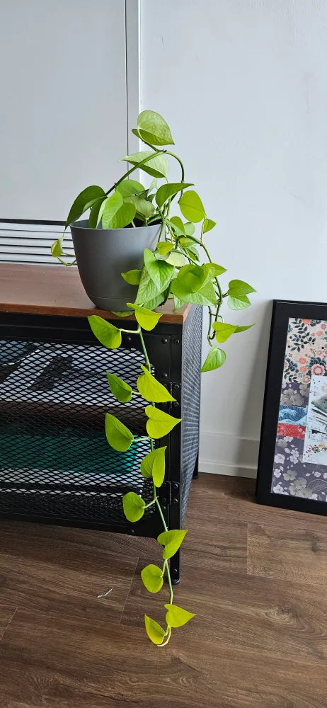 Pothos Plant in Gray Pot thumbnail