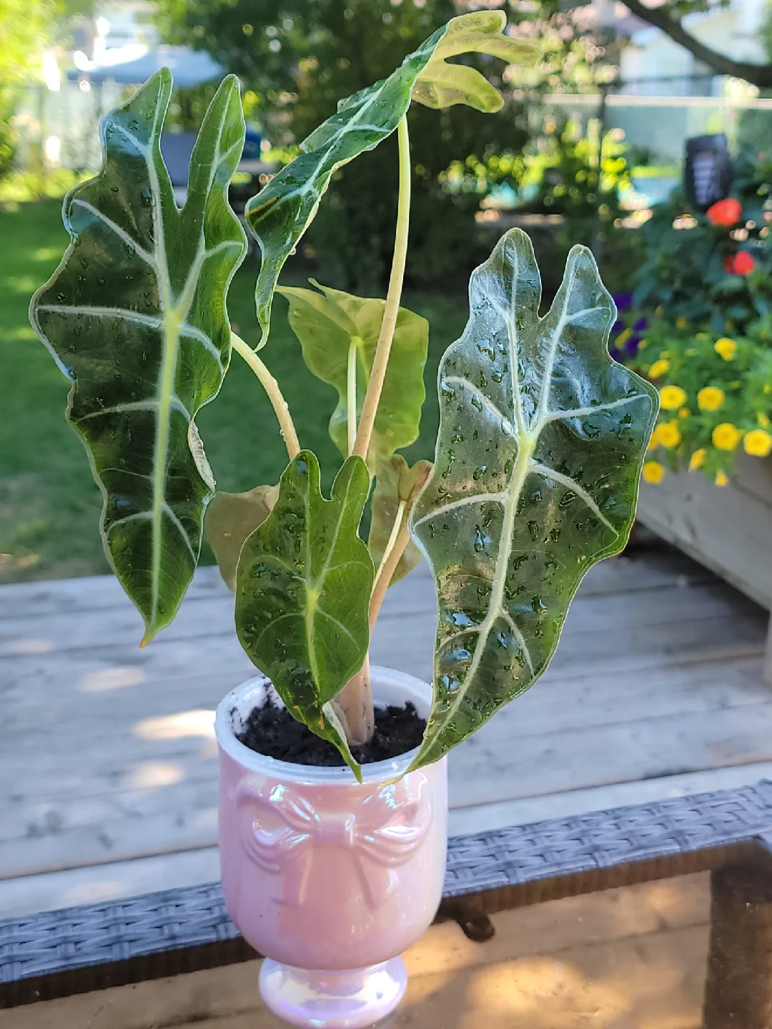 Alocasia Plant in Pink bow Pot thumbnail