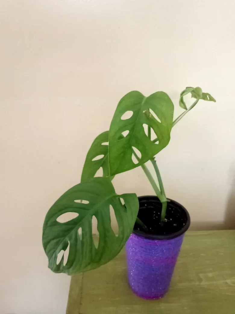 Monstera Adansonii - Swiss Cheese Plant image indicator(2)