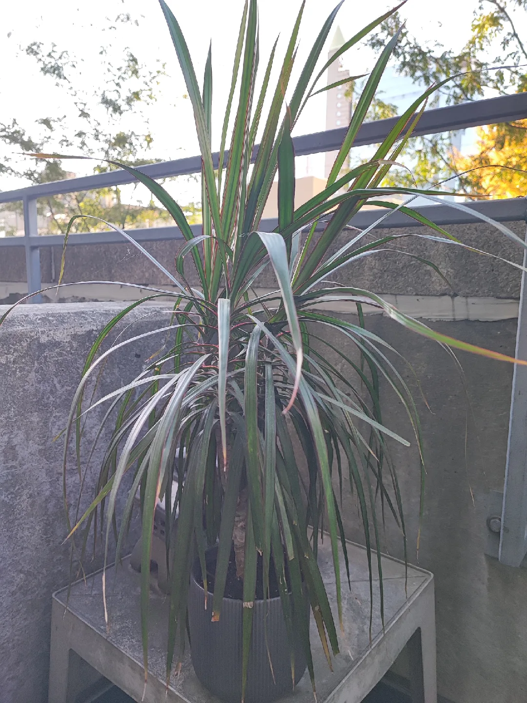 🥕Potted Dracaena Marginata Plant thumbnail