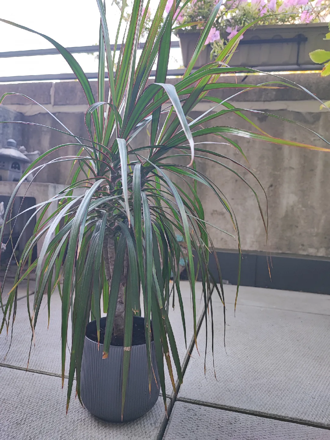🥕Potted Dracaena Marginata Plant image indicator(2)